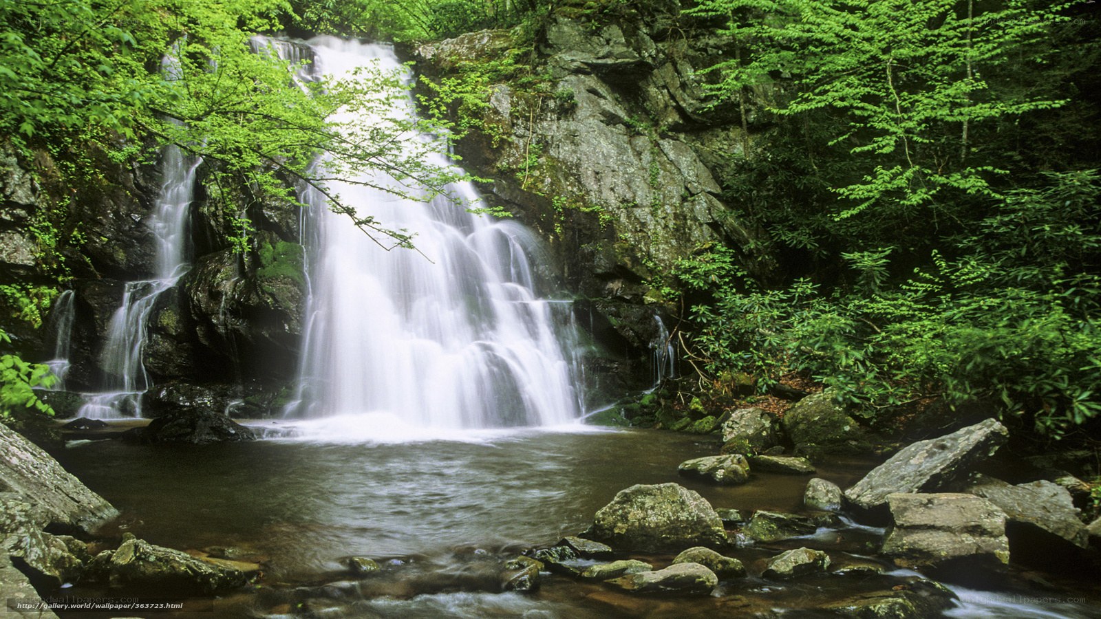 Waterfall in lush green forest