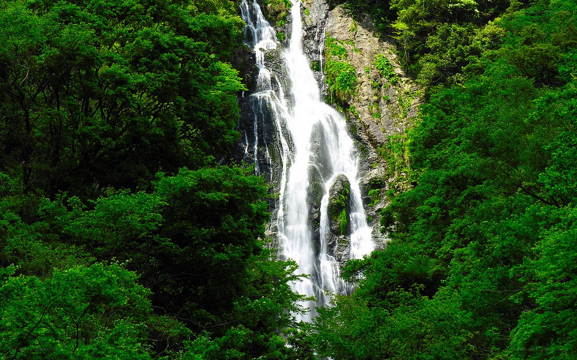 Waterfall in lush green forest