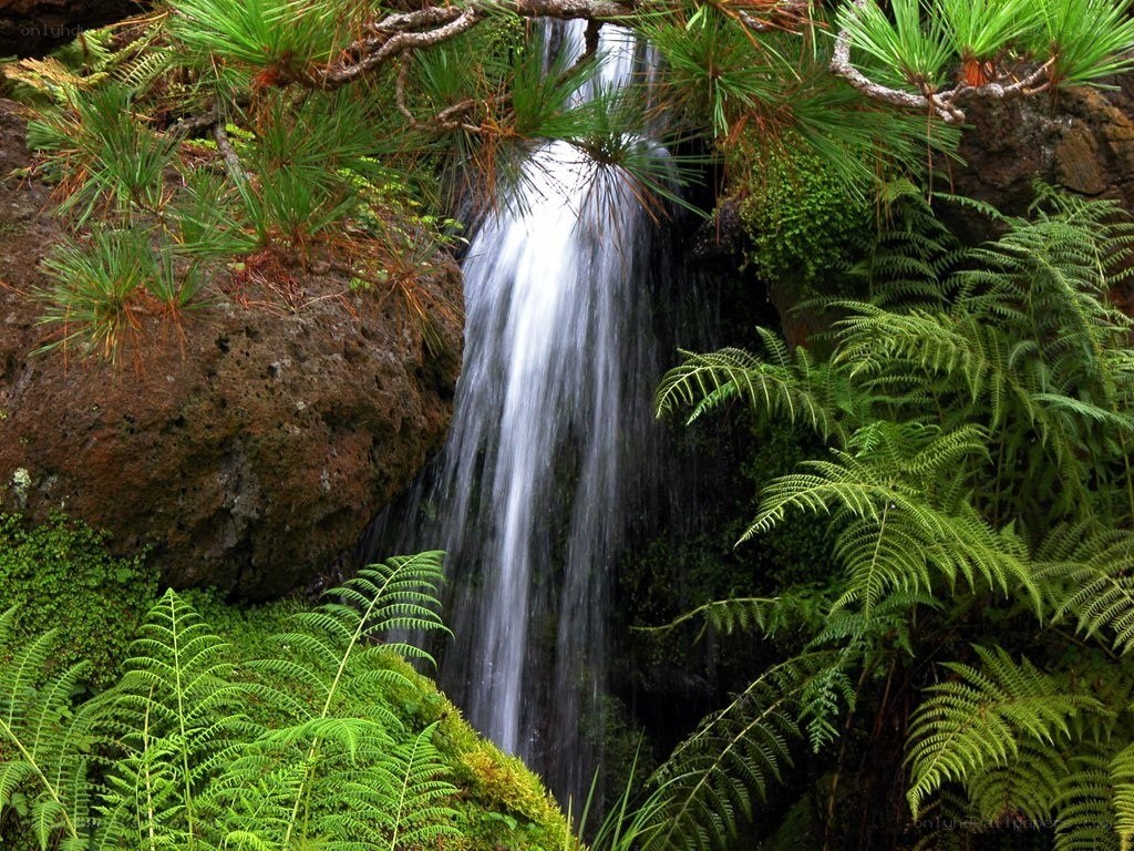 Waterfall in lush green forest