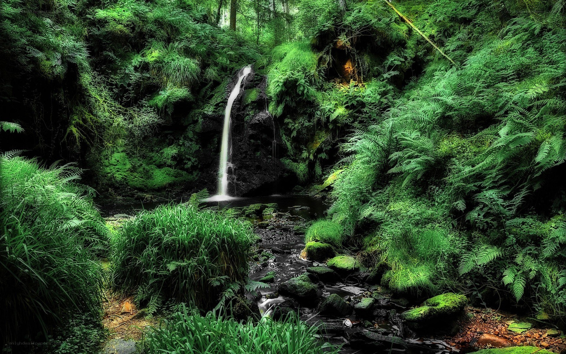 Waterfall in lush green forest