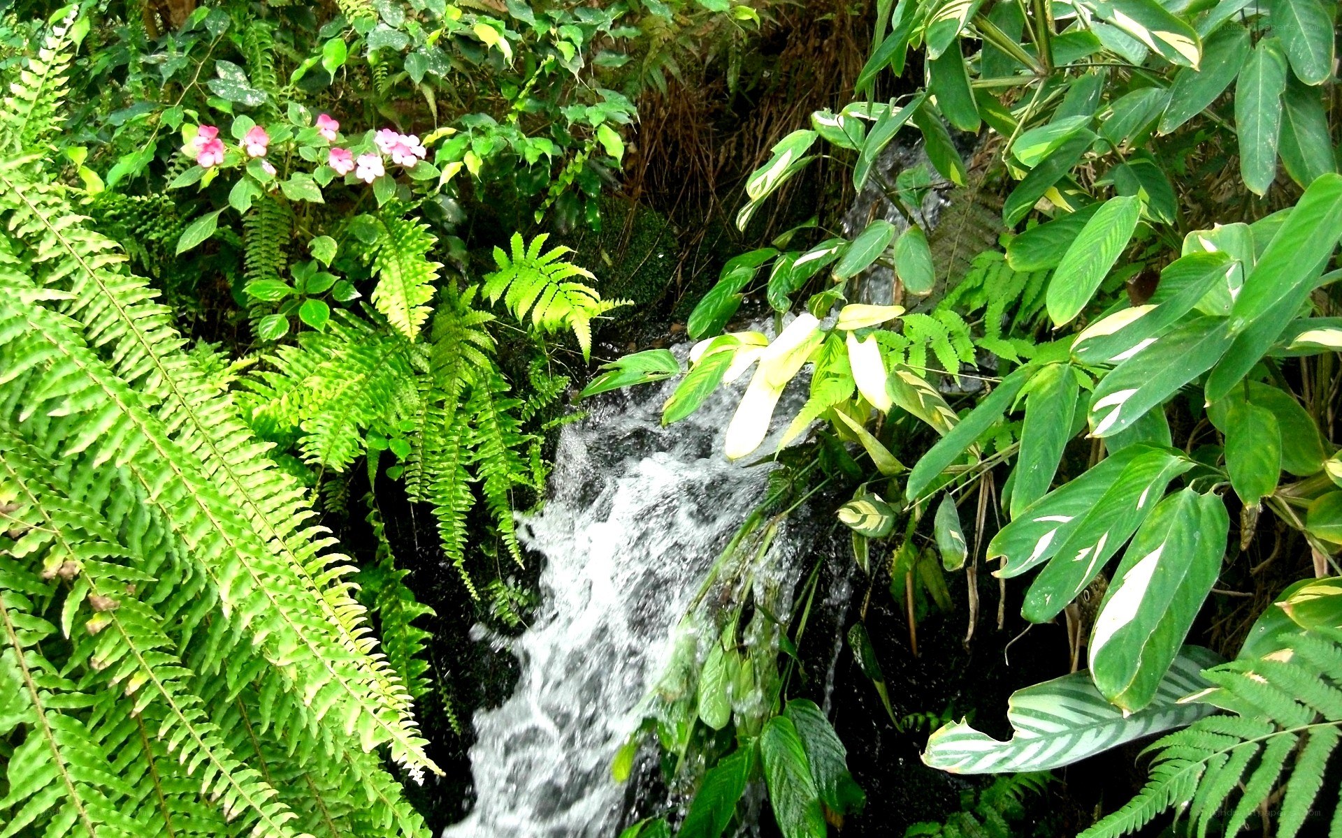 Waterfall in lush green forest