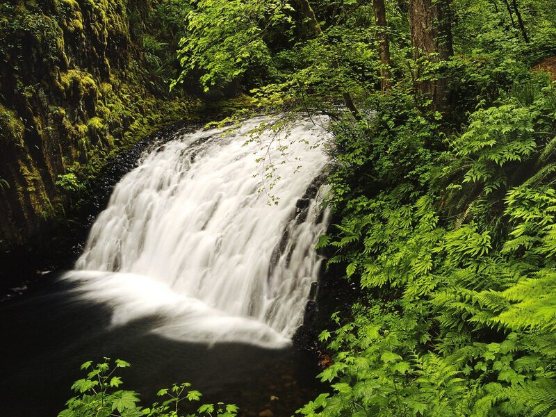 Waterfall in lush green forest