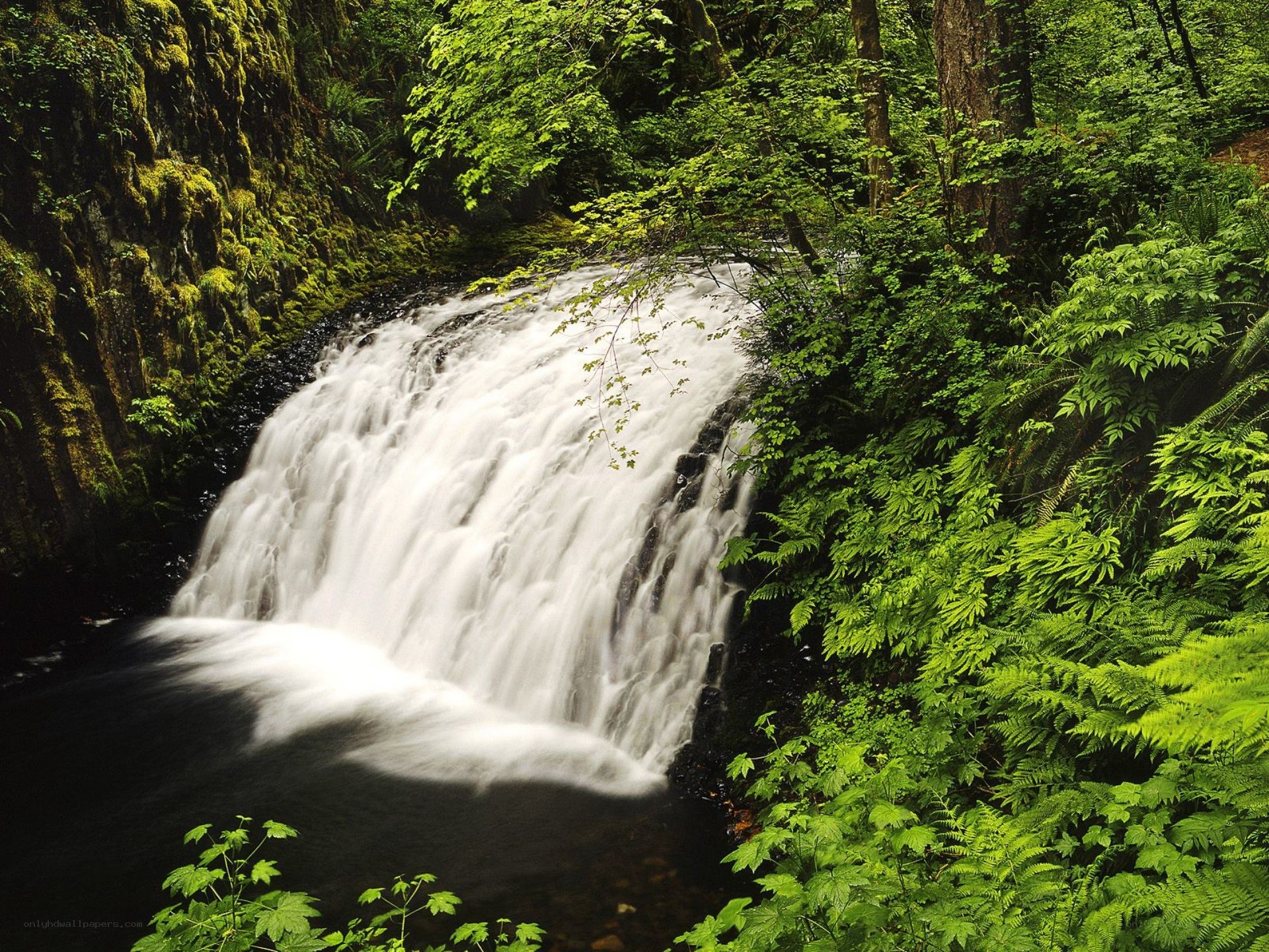 Waterfall in lush green forest