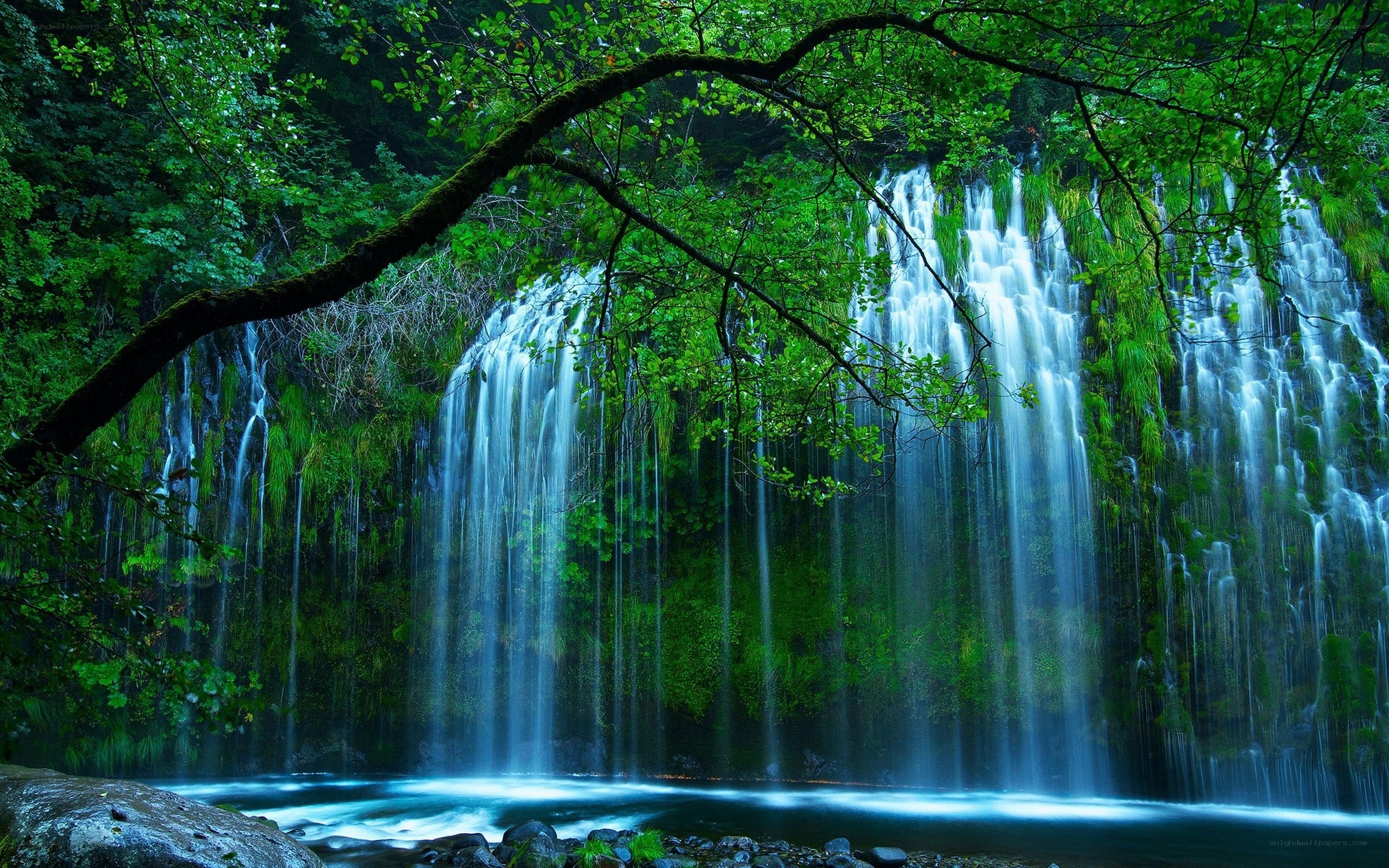 Waterfall in lush green forest