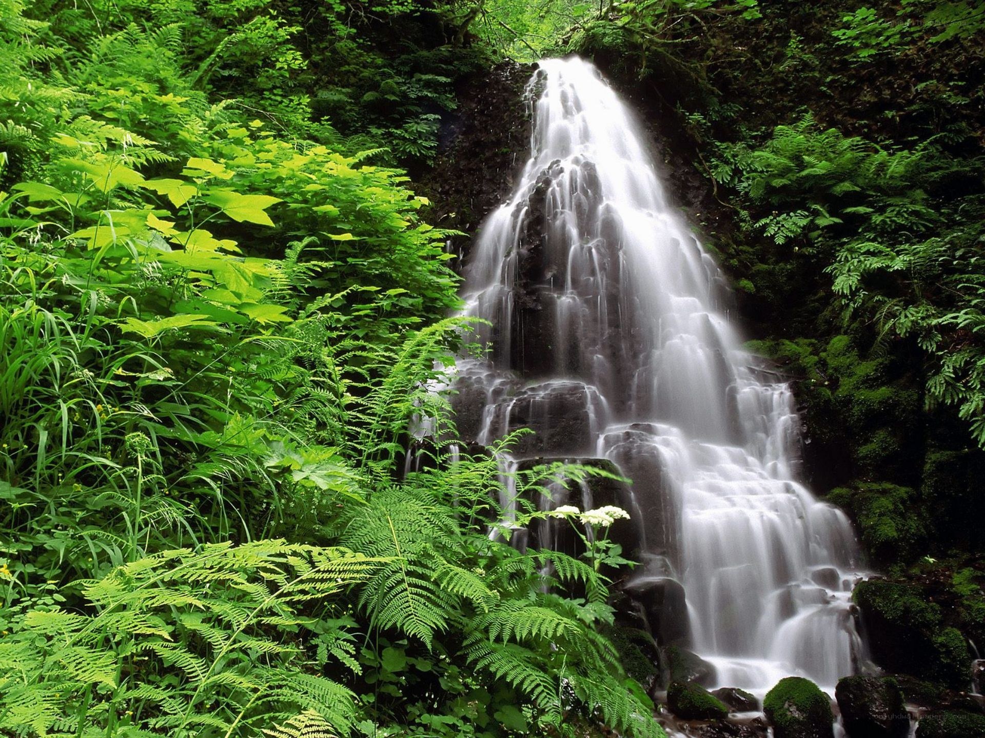 Waterfall in lush green forest