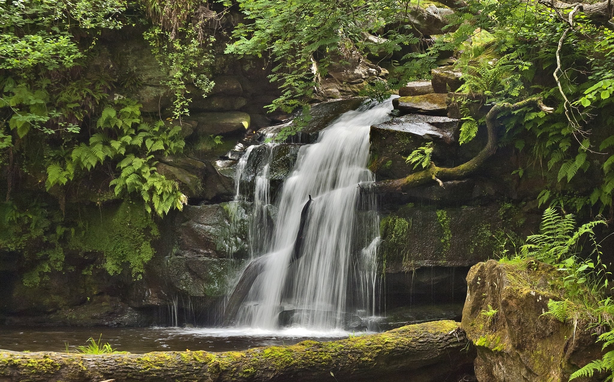Waterfall in lush green forest