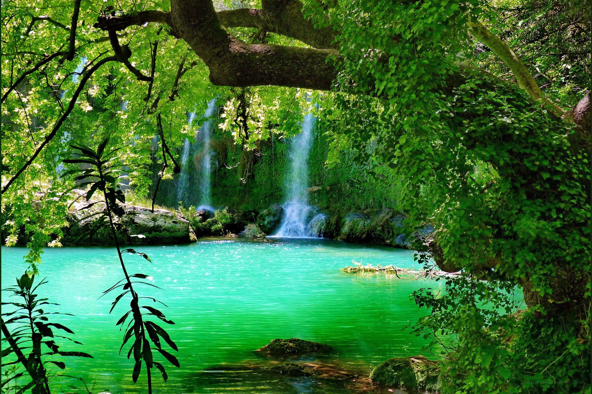 Waterfall in lush green forest