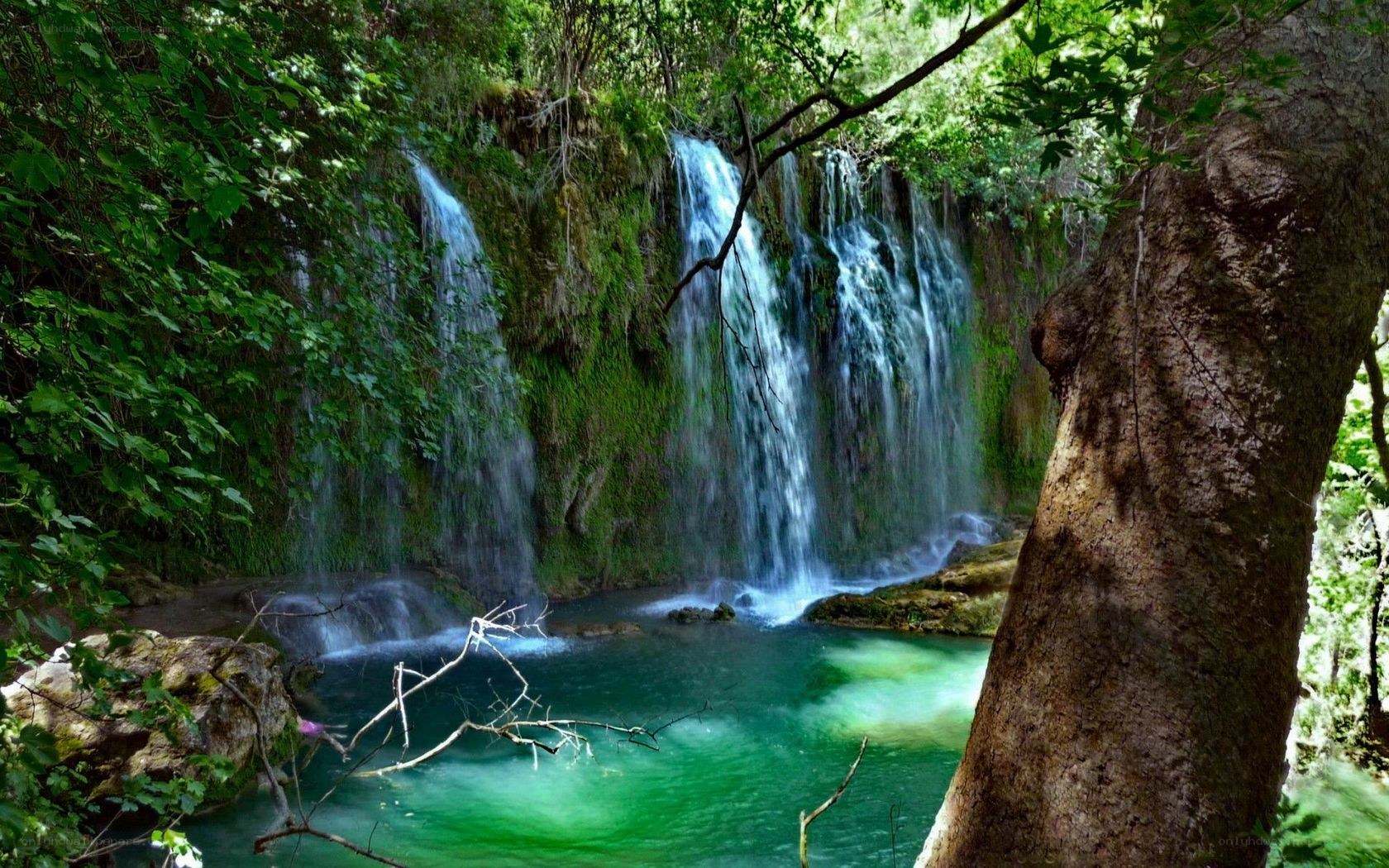 Waterfall in lush green forest