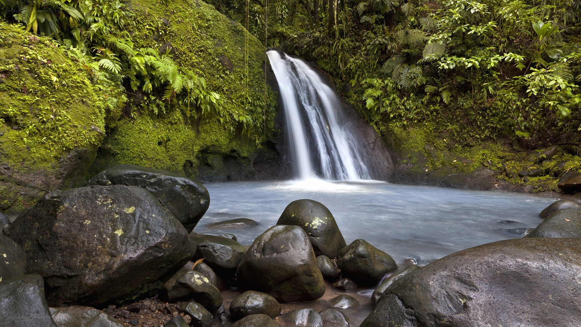 Waterfall in lush green forest