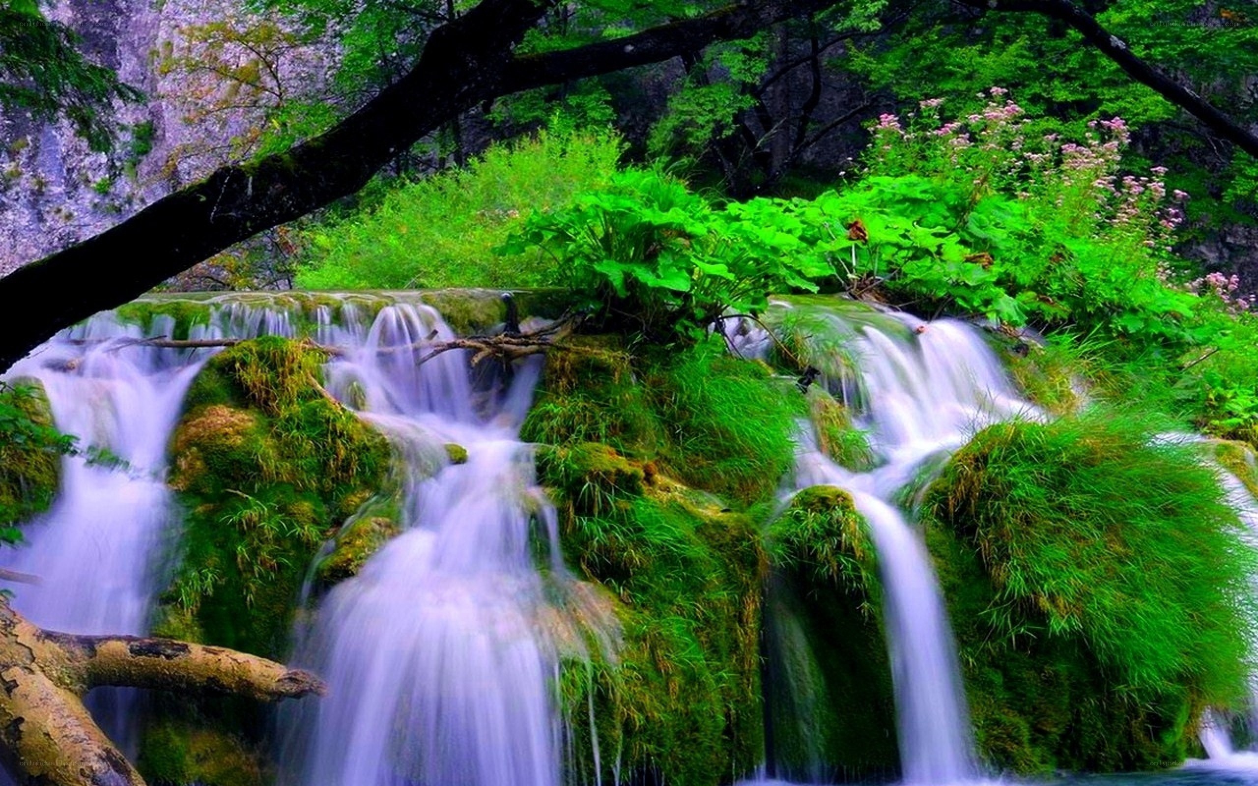 Waterfall in lush green forest