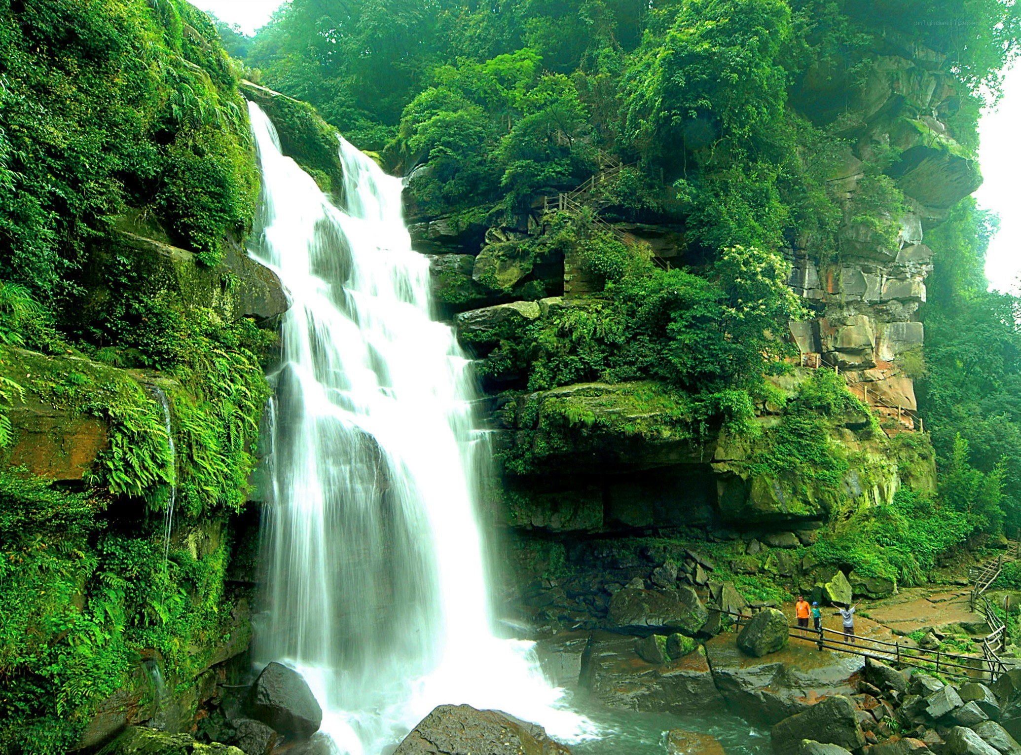 Waterfall in lush green forest