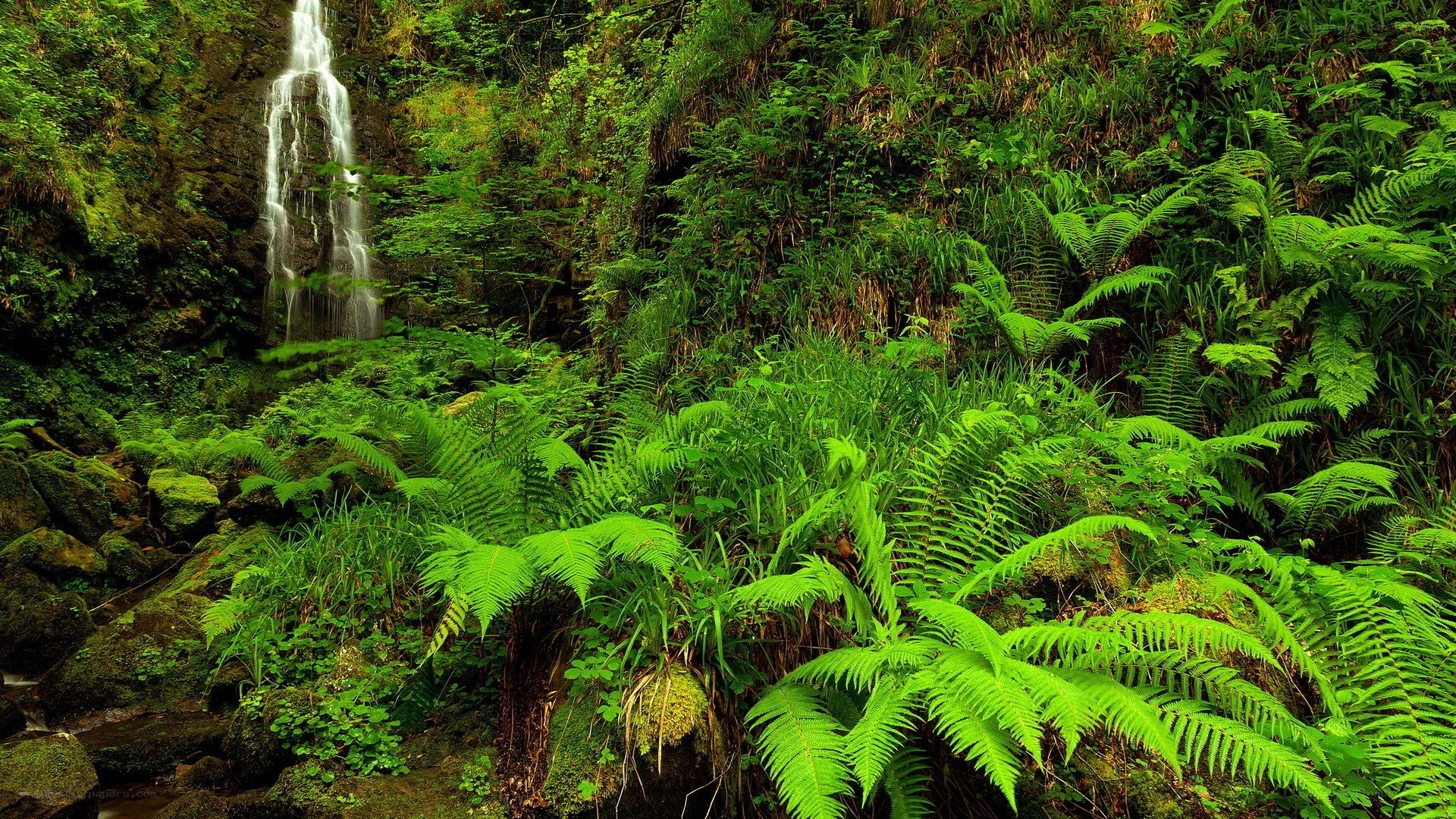Waterfall in lush green forest