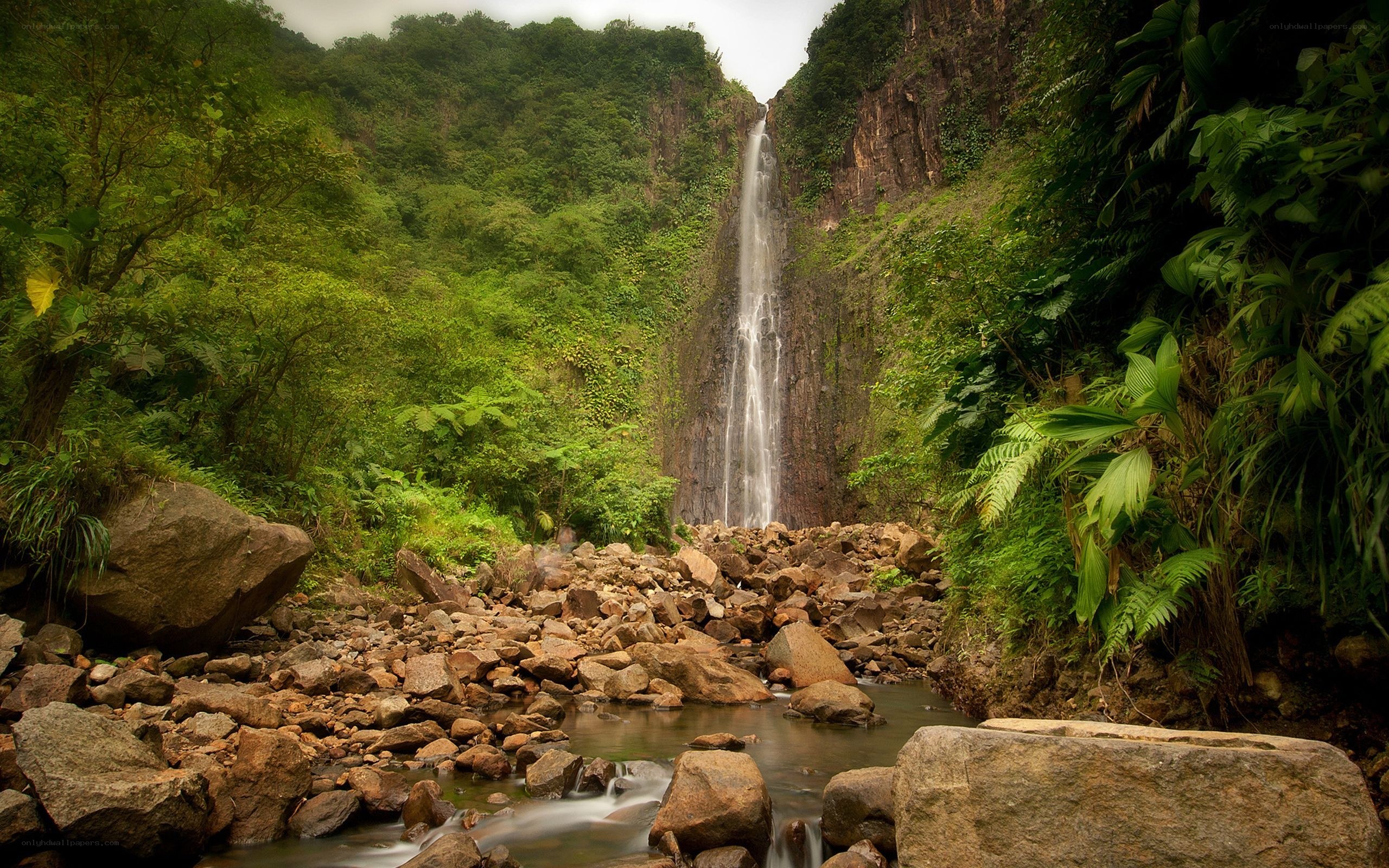 Waterfall in lush green forest
