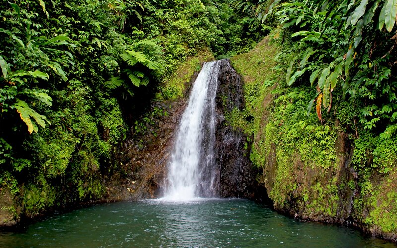 Waterfall in lush green forest