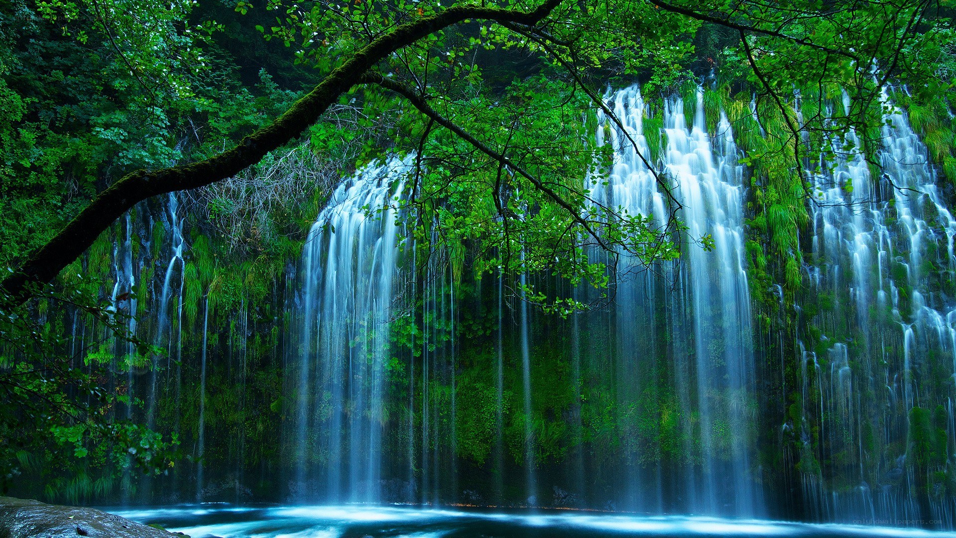 Waterfall in lush green forest