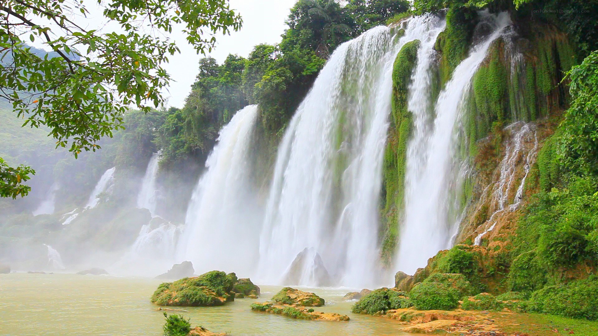 Waterfall in lush green forest