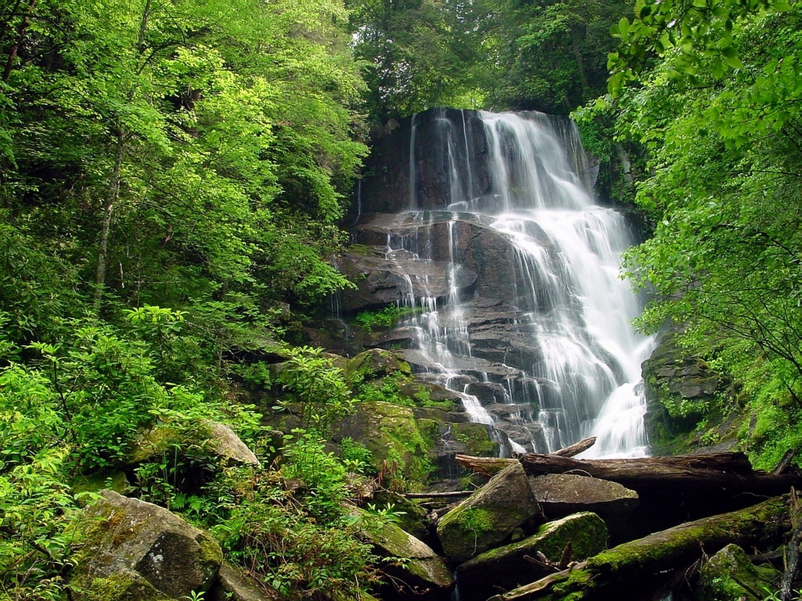 Waterfall in lush green forest