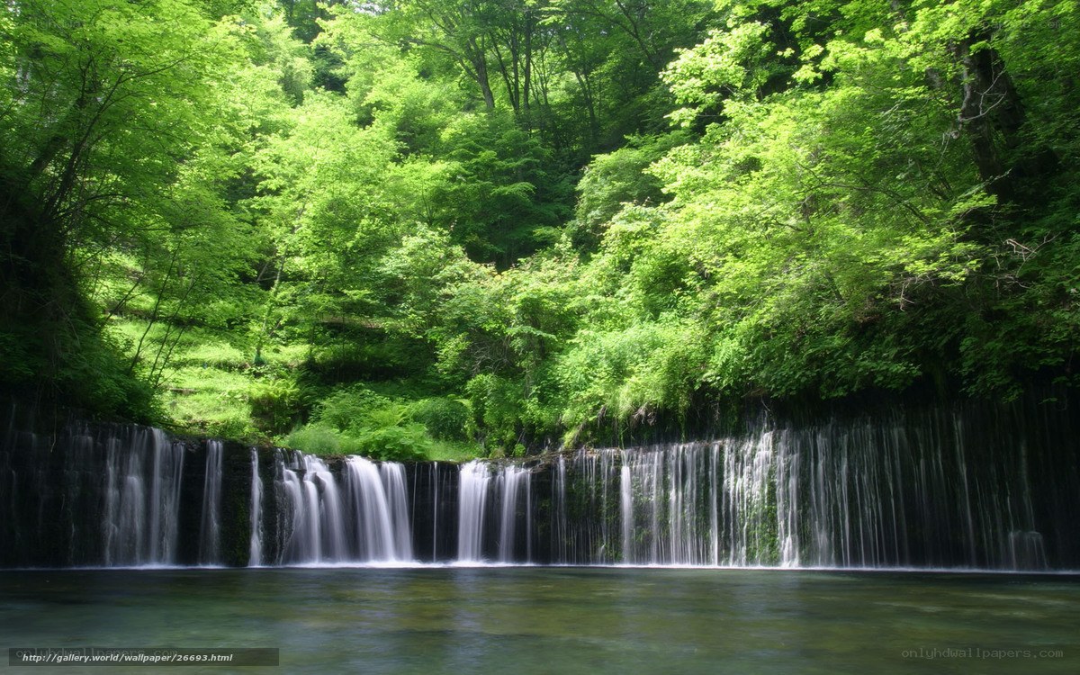 Waterfall in lush green forest
