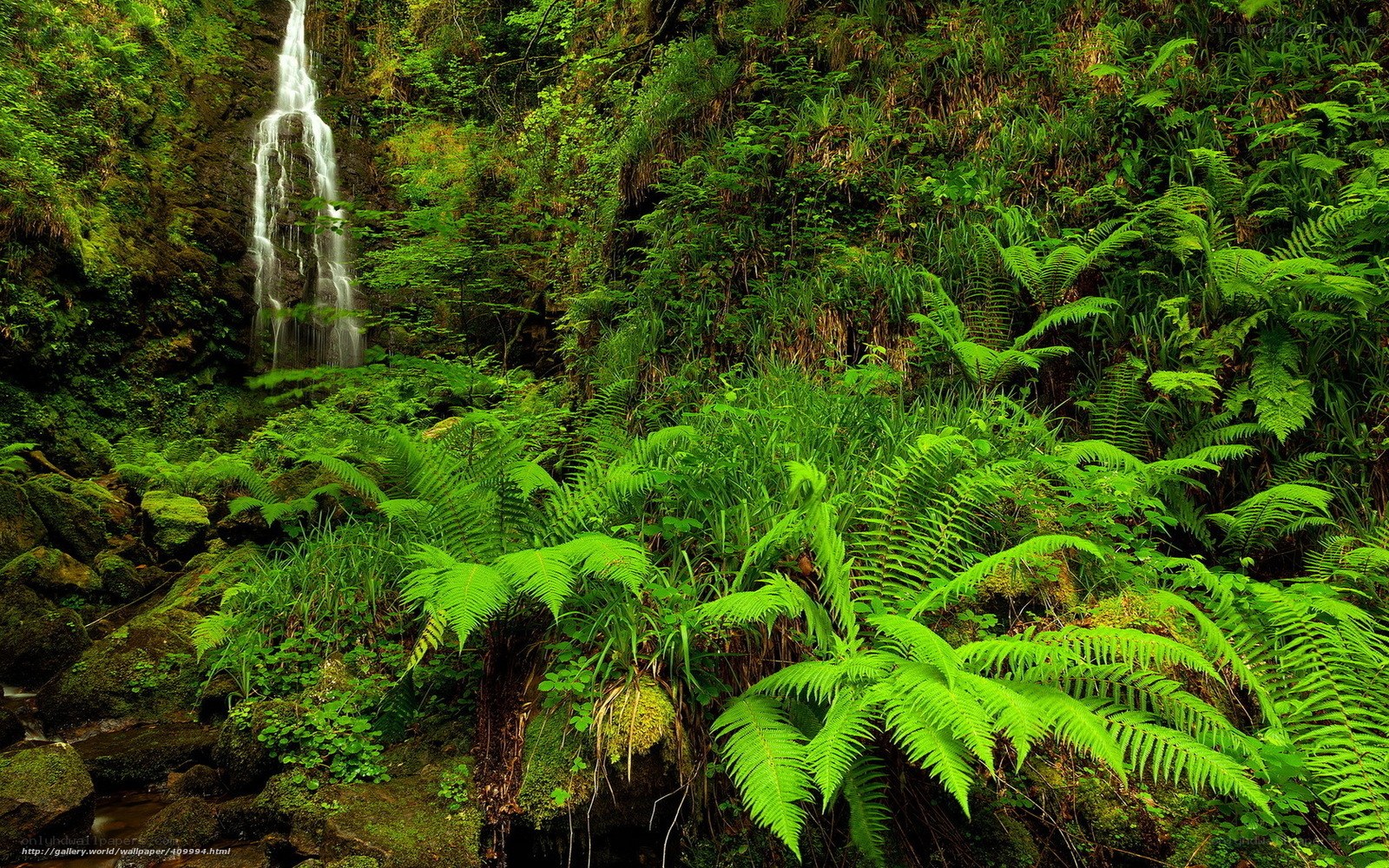Waterfall in lush green forest