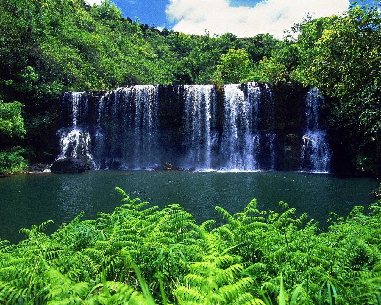 Waterfall in lush green forest