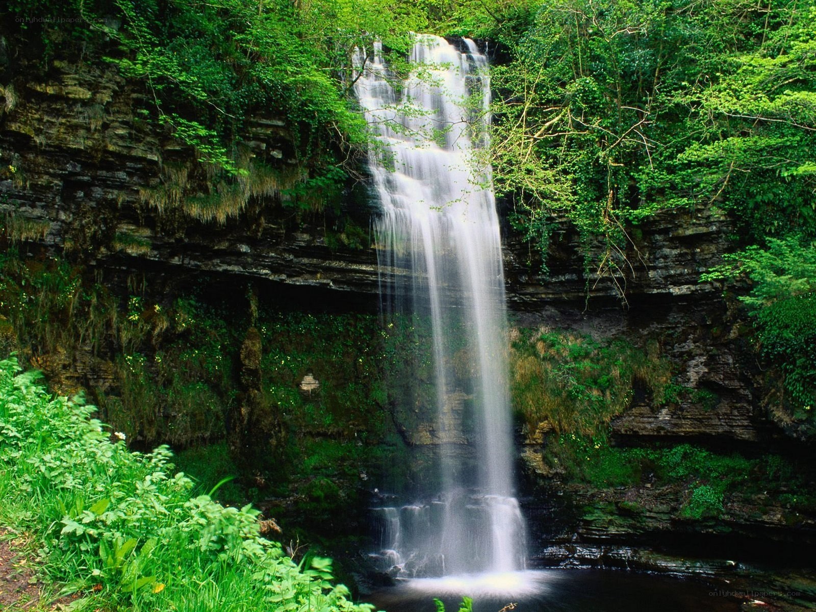 Waterfall in lush green forest
