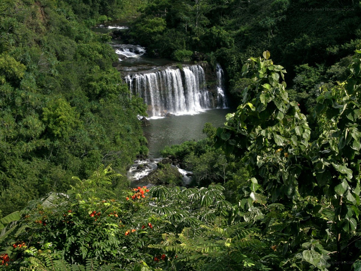 Waterfall in lush green forest