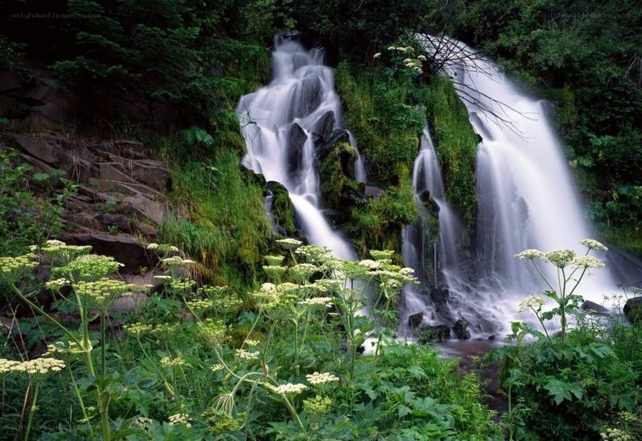 Waterfall in lush green forest