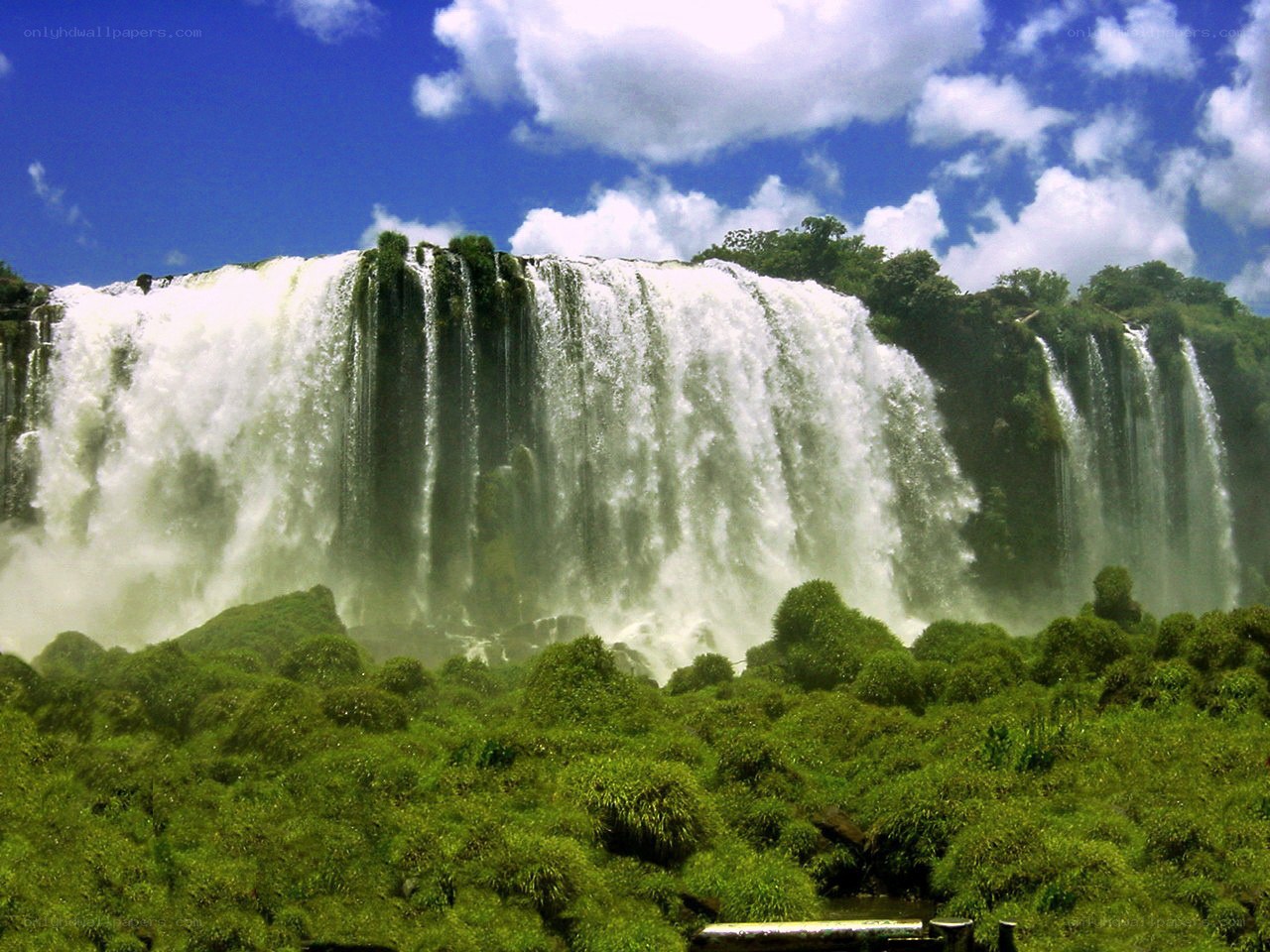 Waterfall in lush green forest
