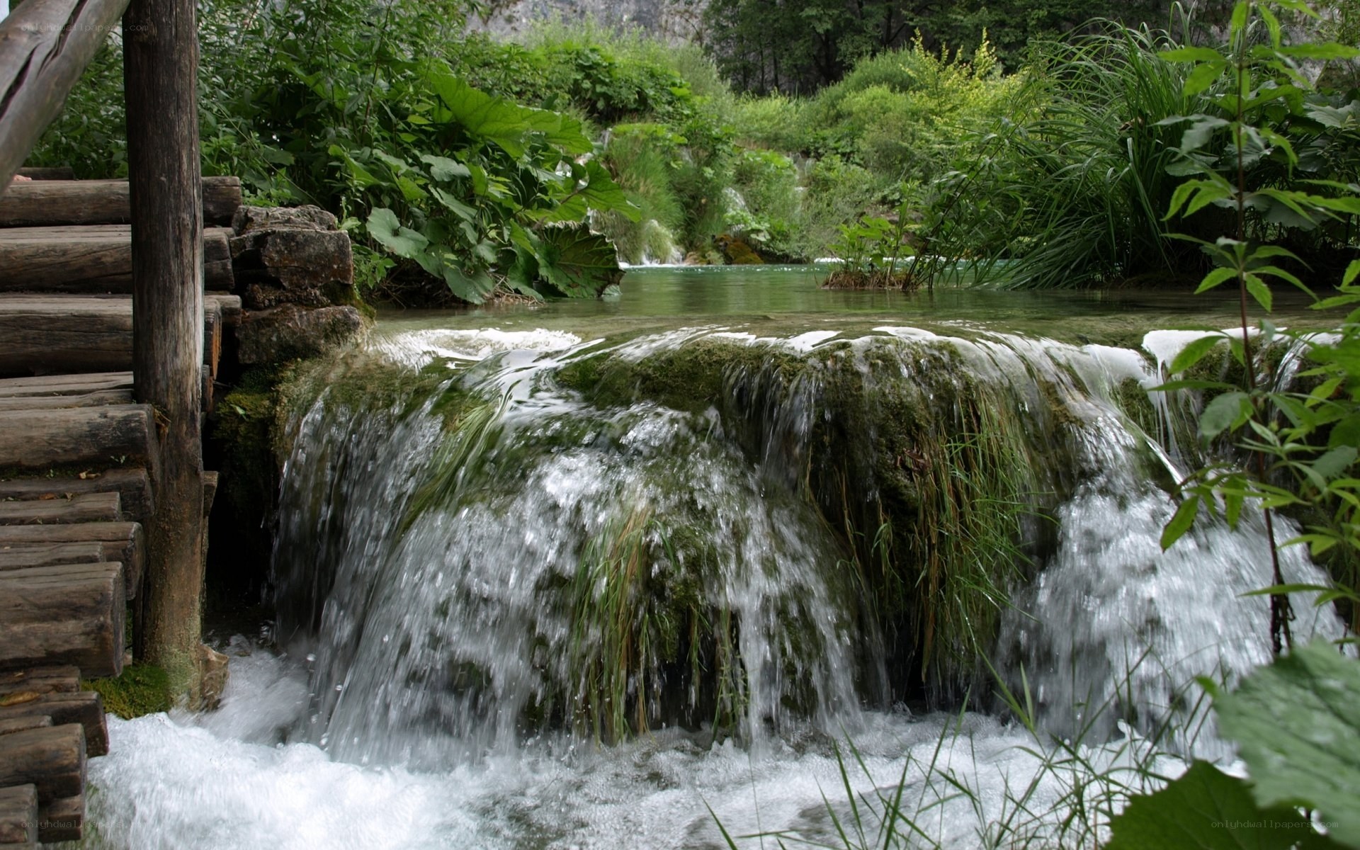 Waterfall in lush green forest
