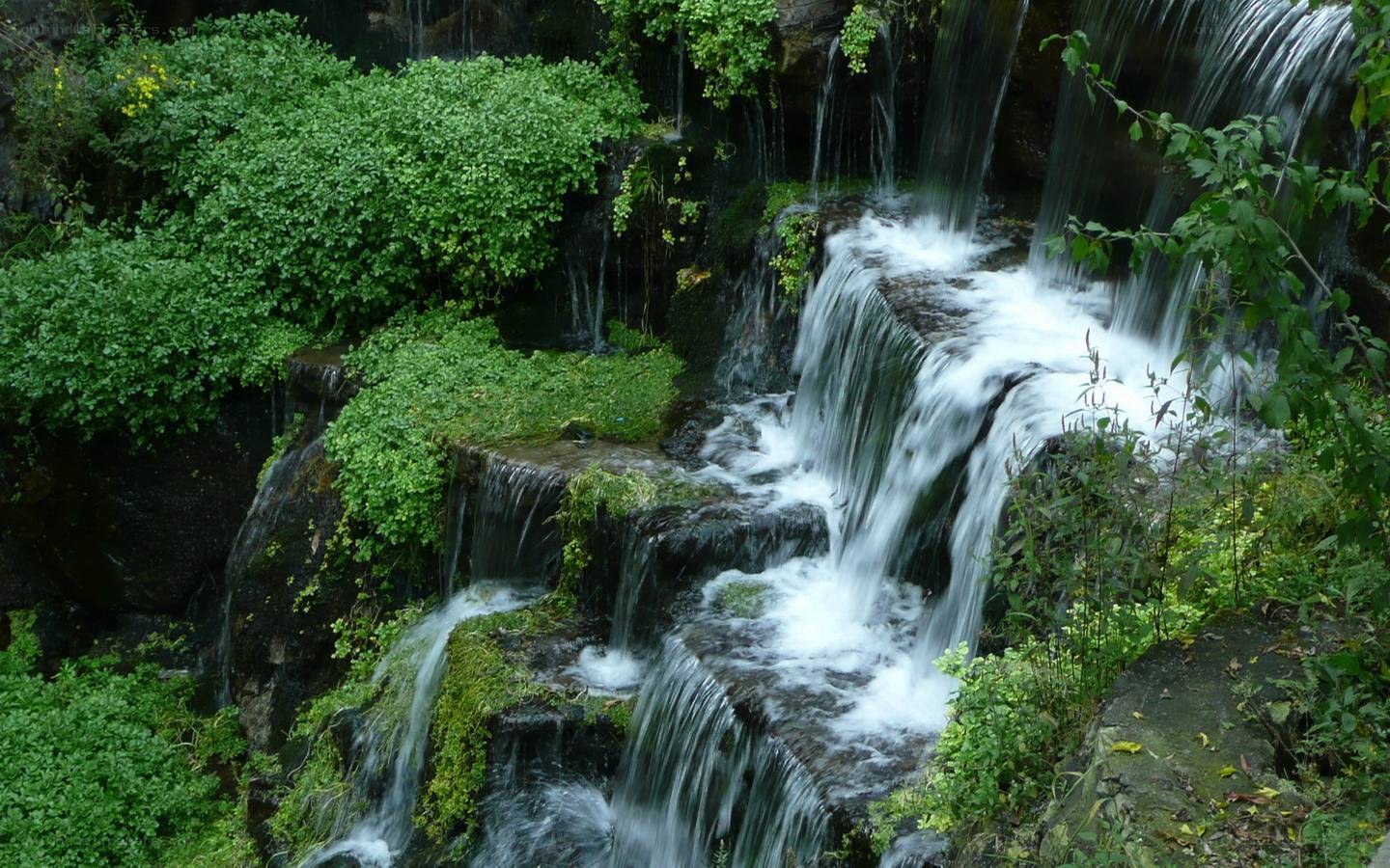 Waterfall in lush green forest