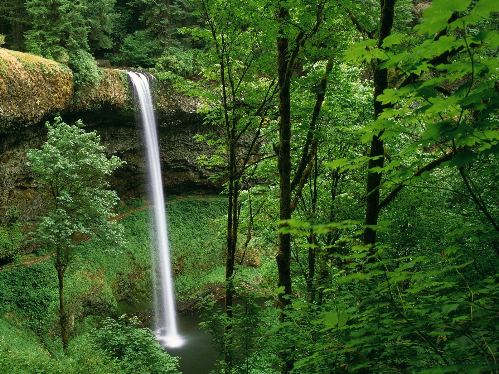 Waterfall in lush green forest