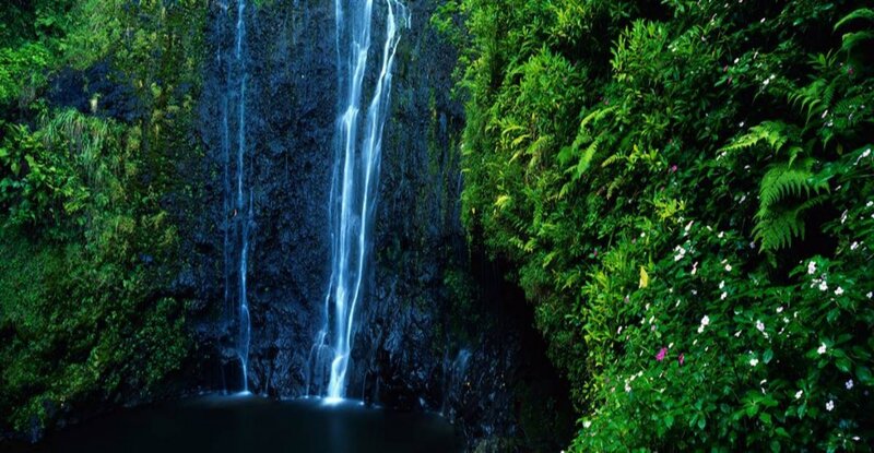 Waterfall in lush green forest