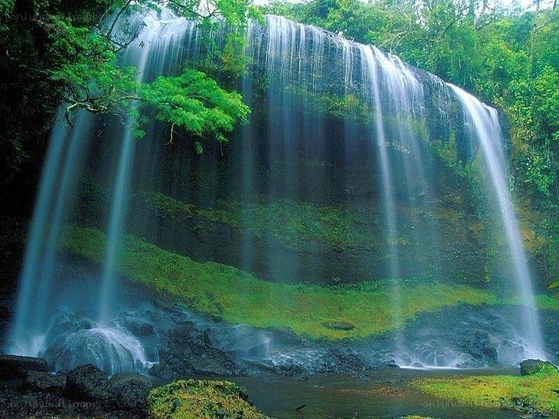 Waterfall in lush green forest
