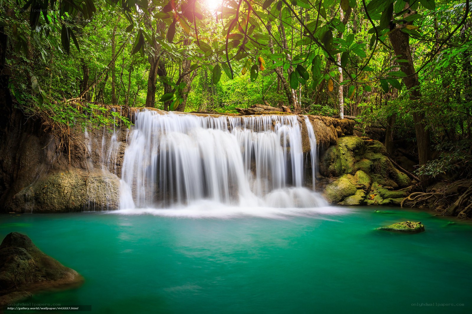 Waterfall in lush green forest