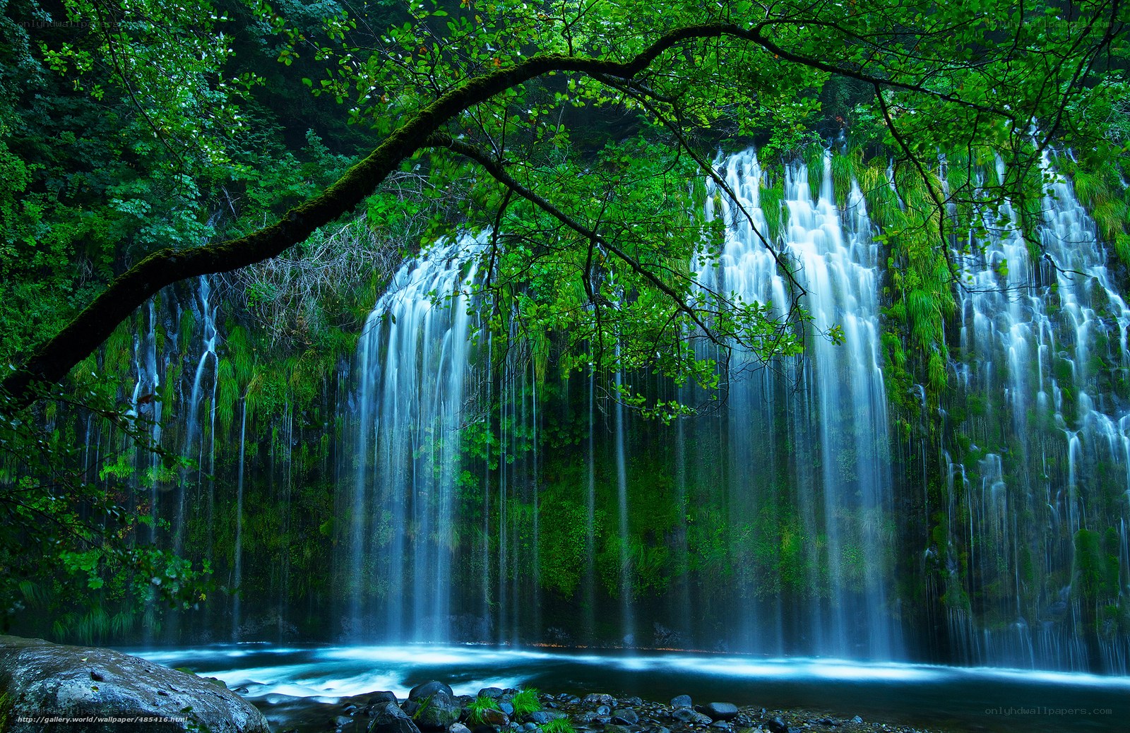 Waterfall in lush green forest