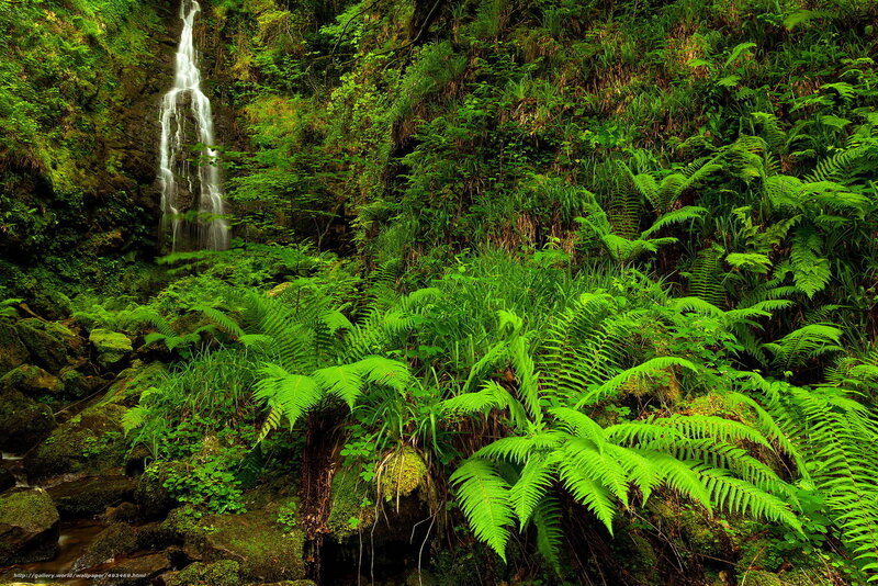 Waterfall in lush green forest