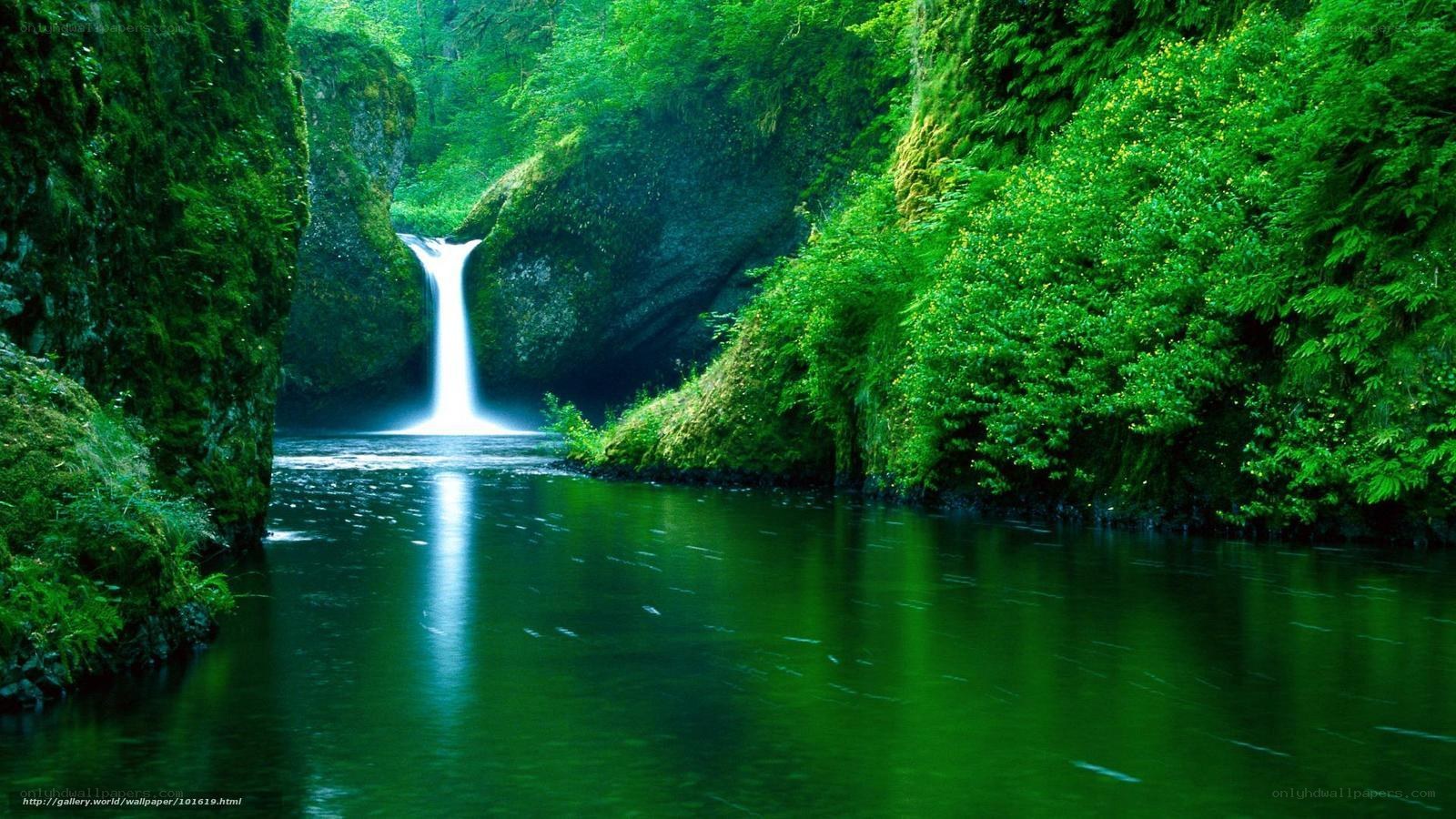 Waterfall in lush green forest