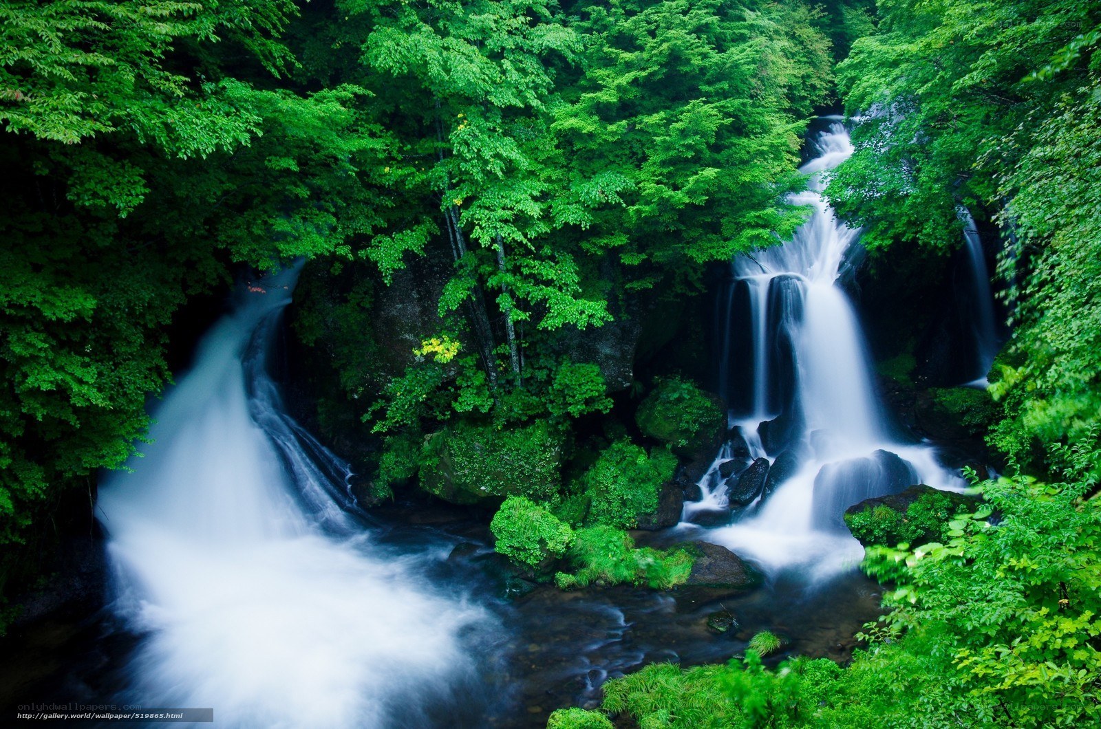 Waterfall in lush green forest