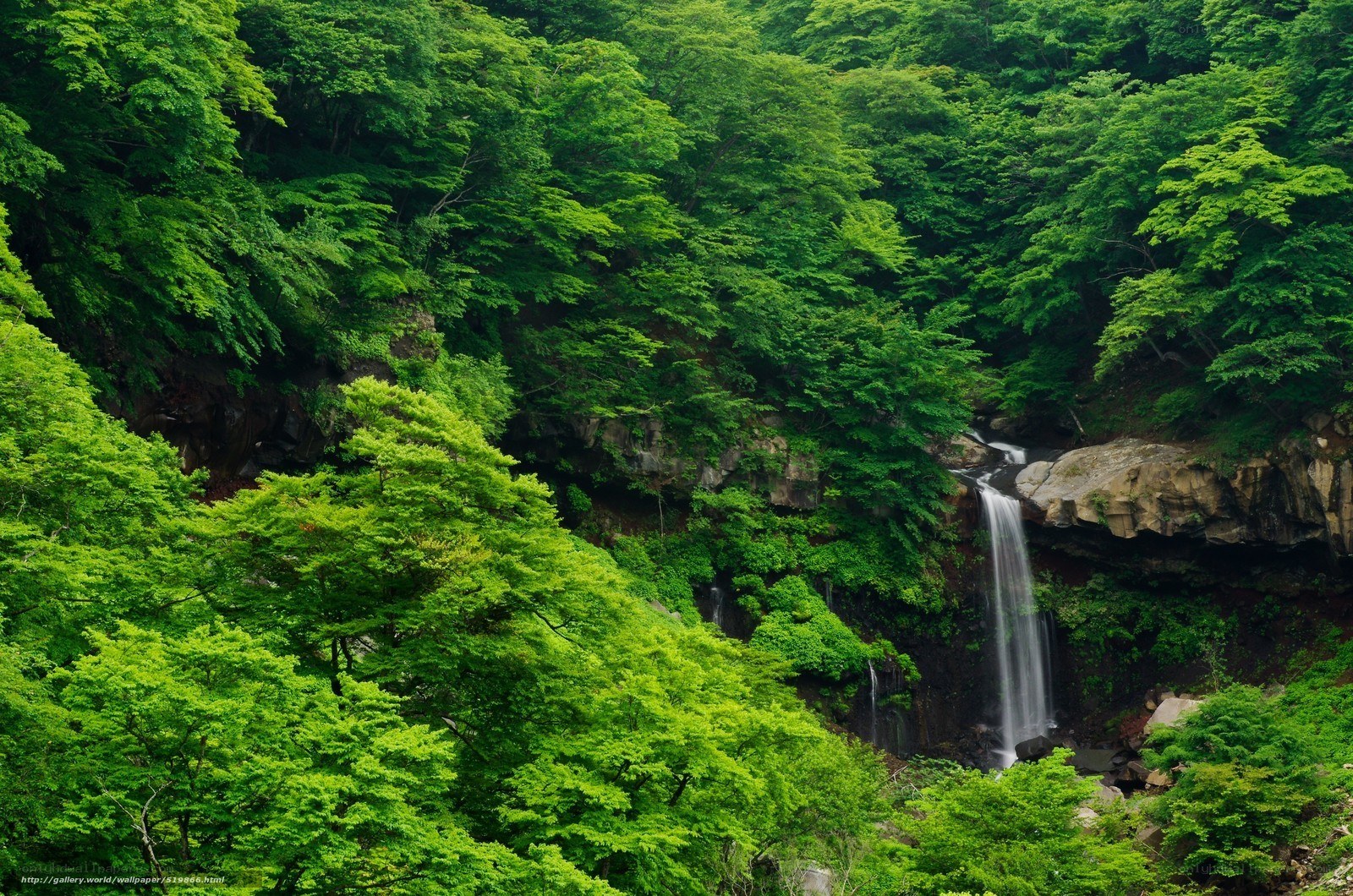 Waterfall in lush green forest