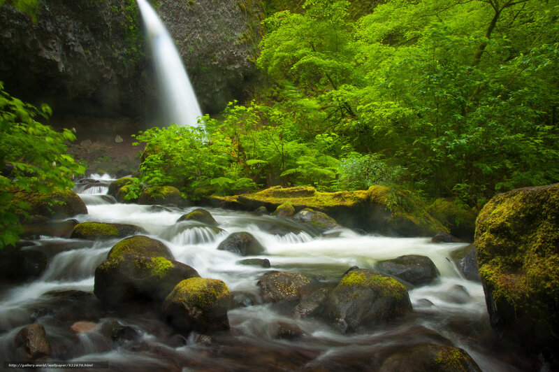 Waterfall in lush green forest