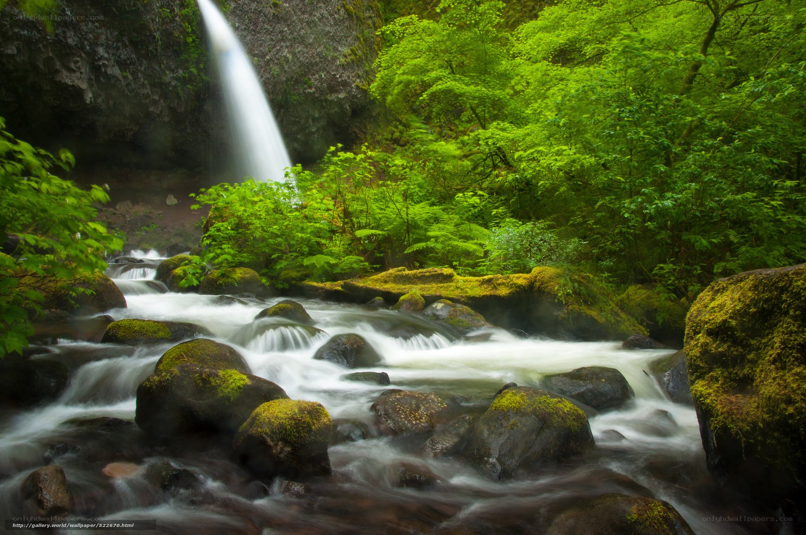 Waterfall in lush green forest