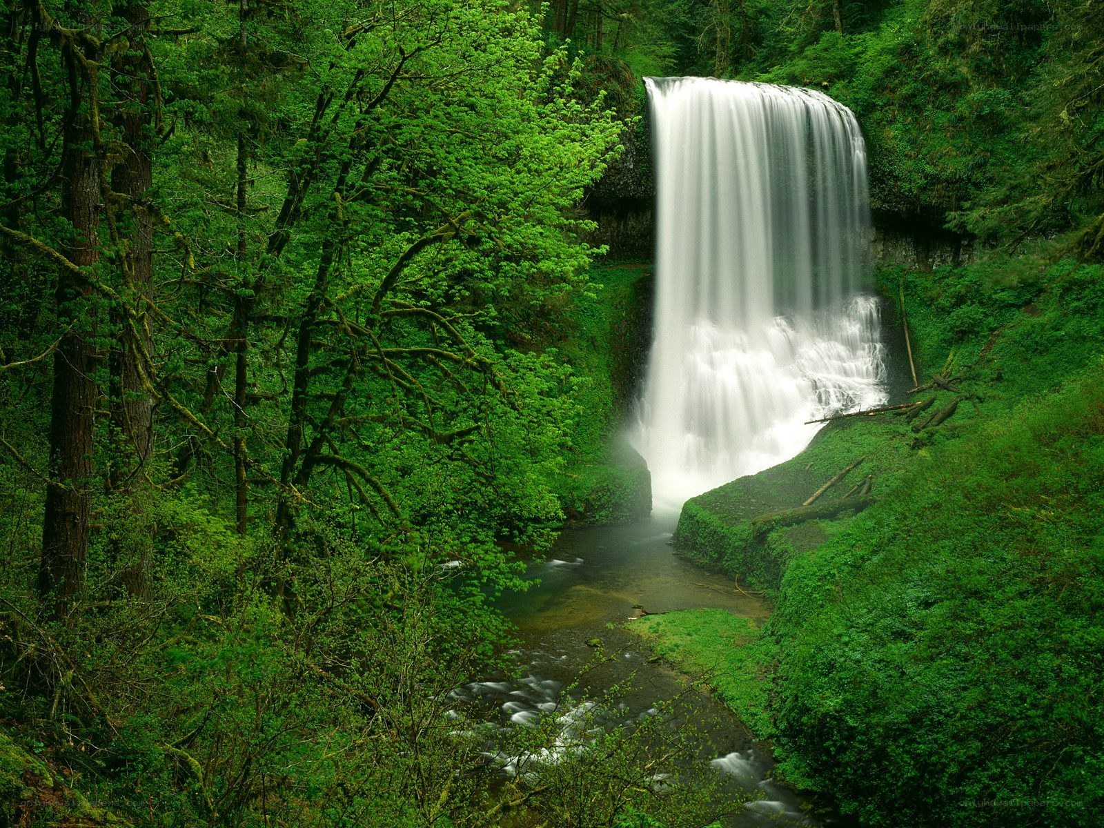 Waterfall in lush green forest