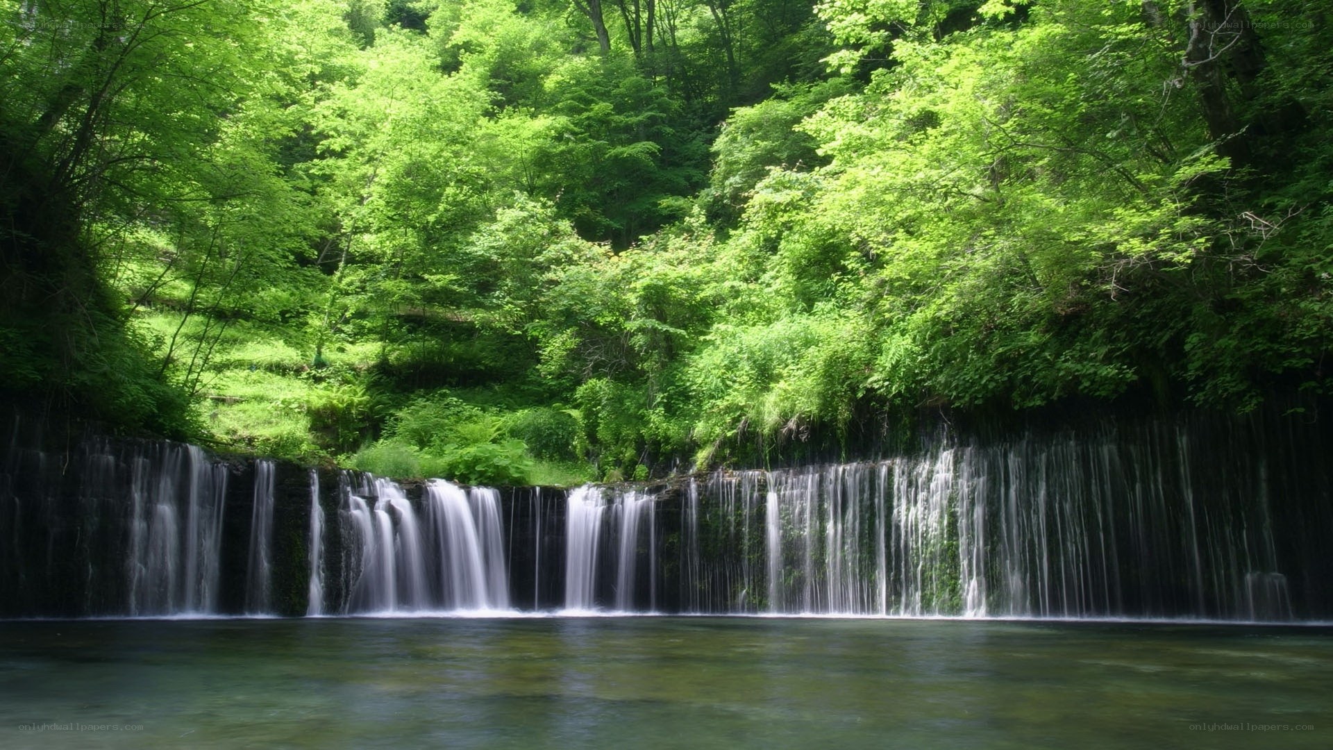 Waterfall in lush green forest