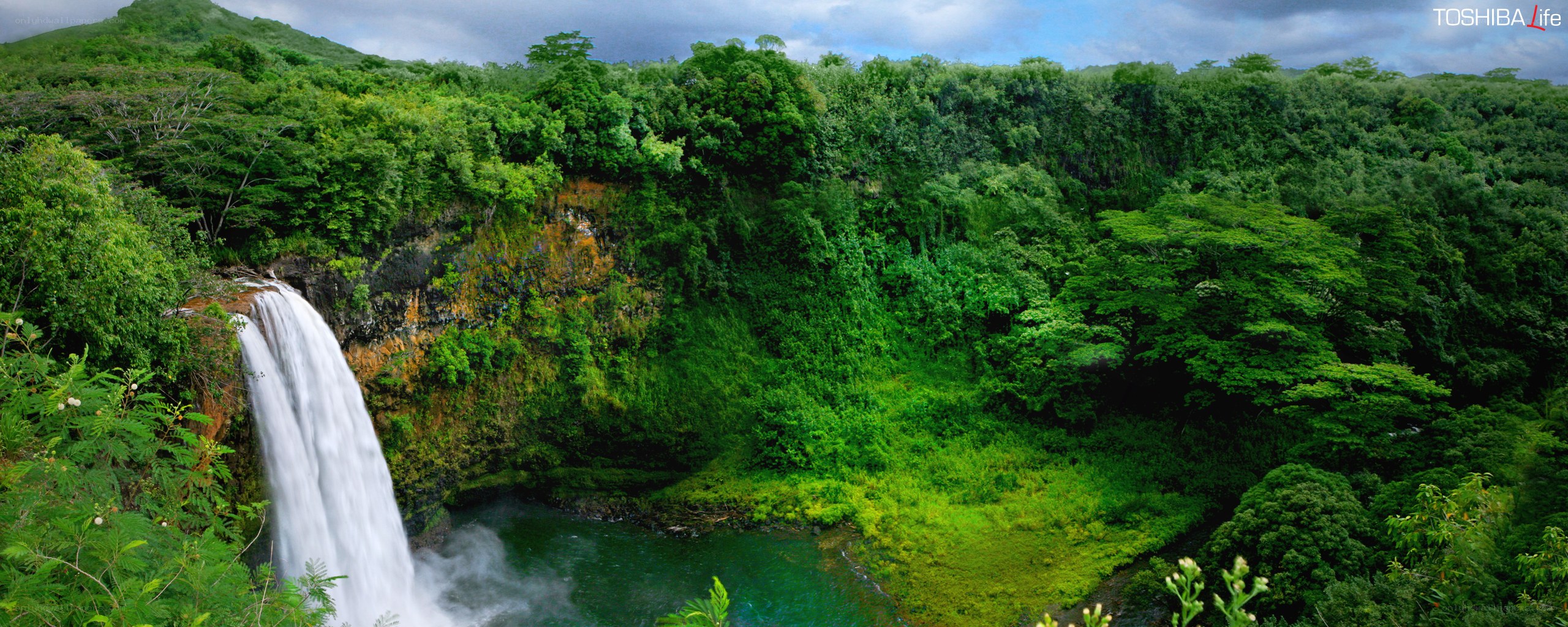 Waterfall in lush green forest