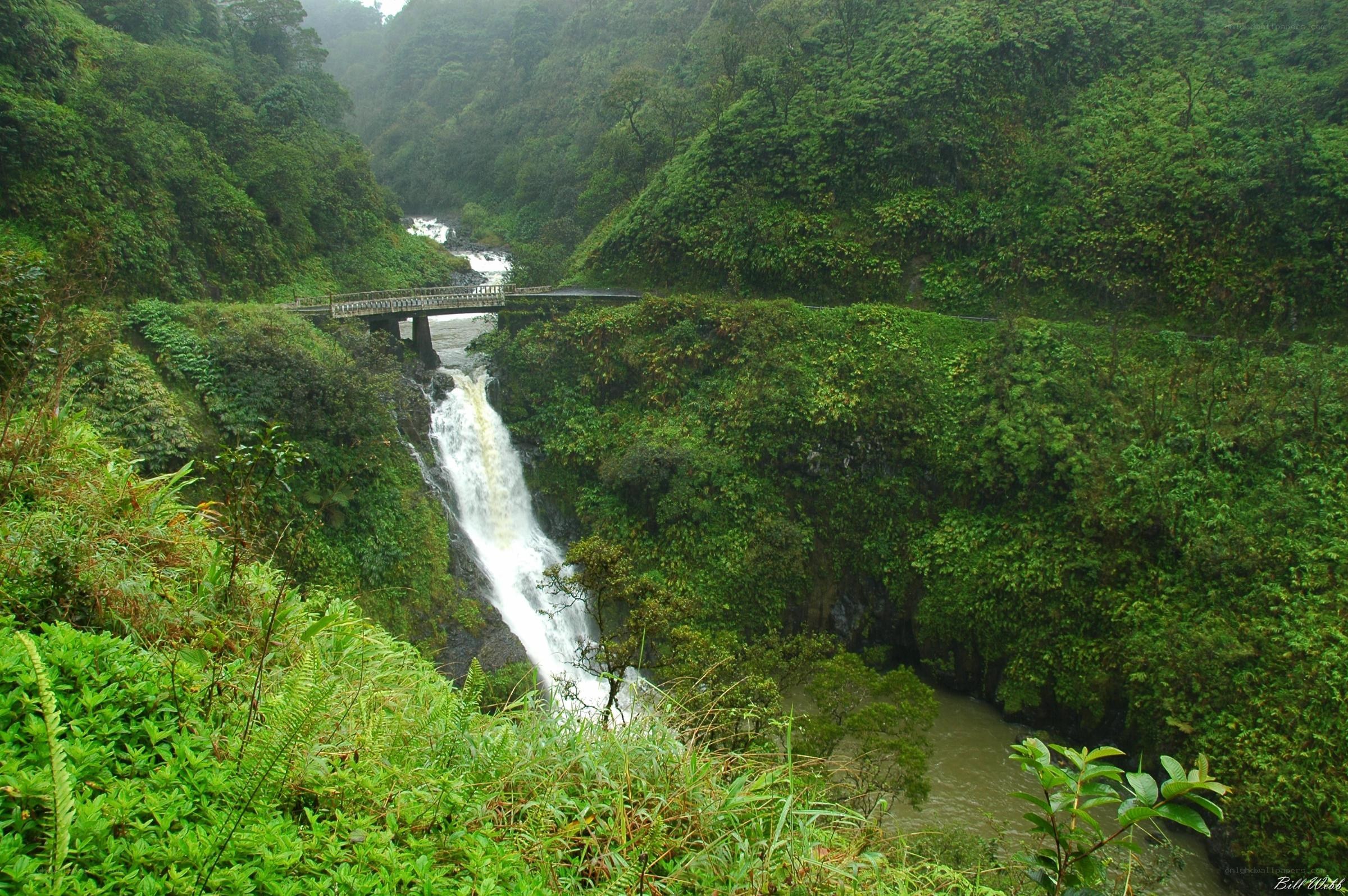 Waterfall in lush green forest