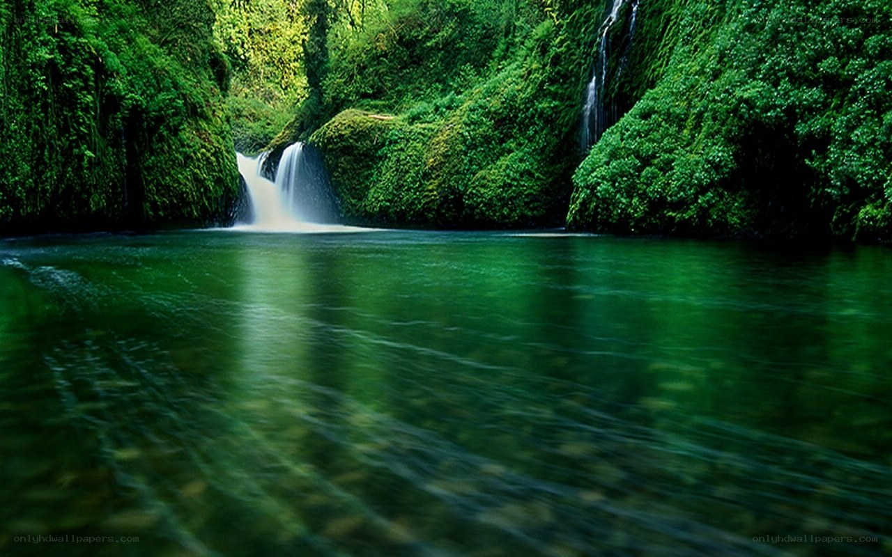 Waterfall in lush green forest