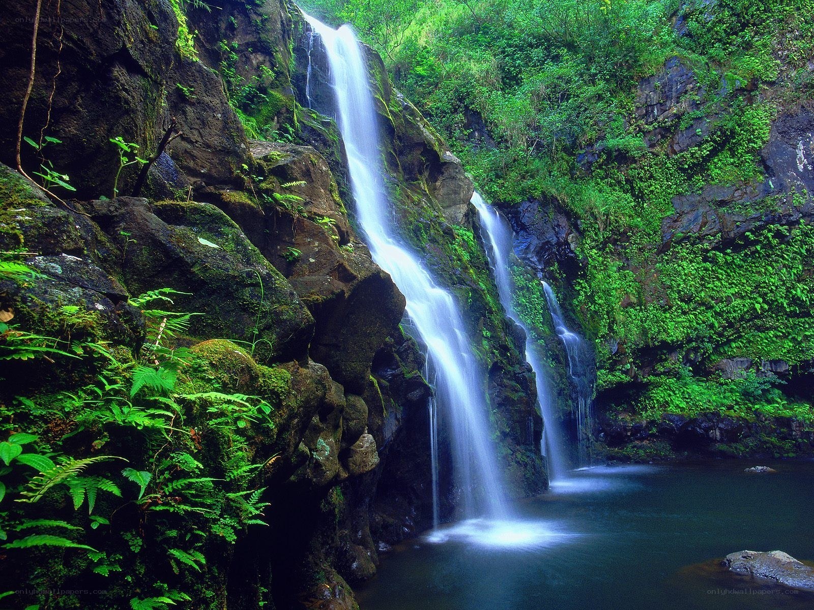 Waterfall in lush green forest