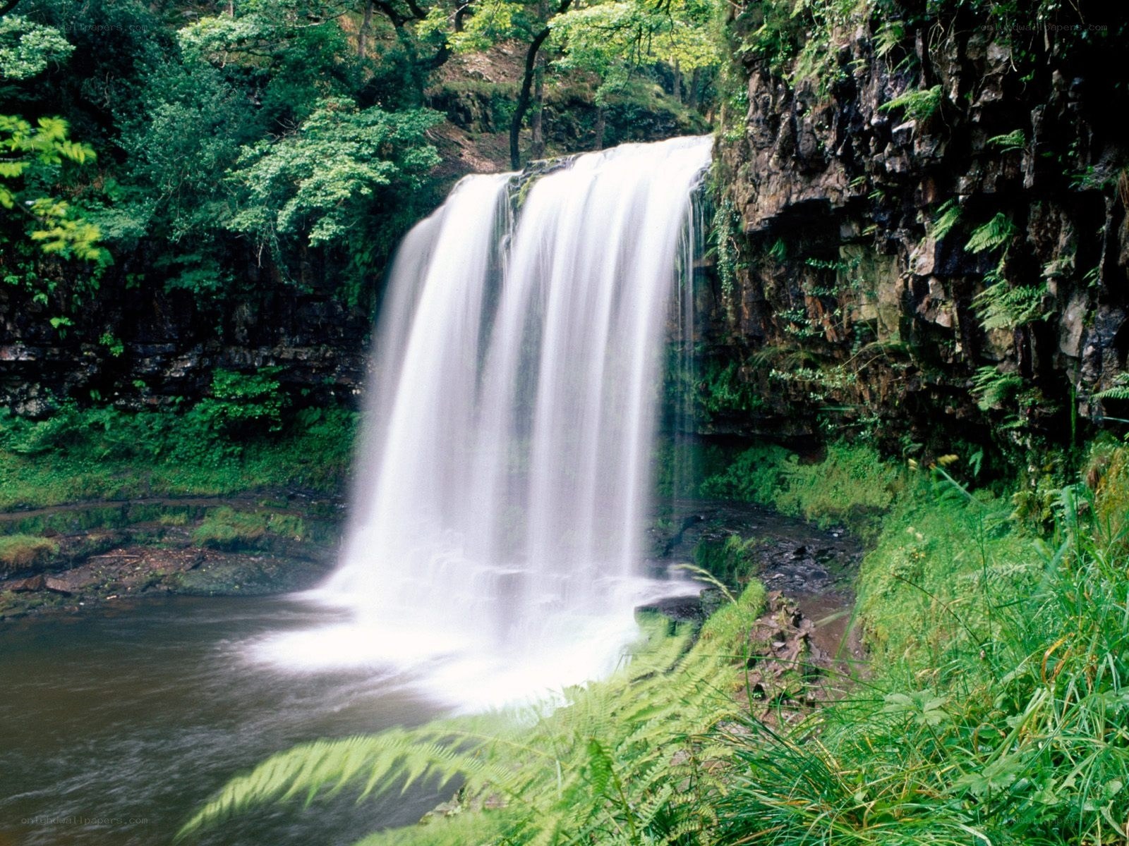 Waterfall in lush green forest