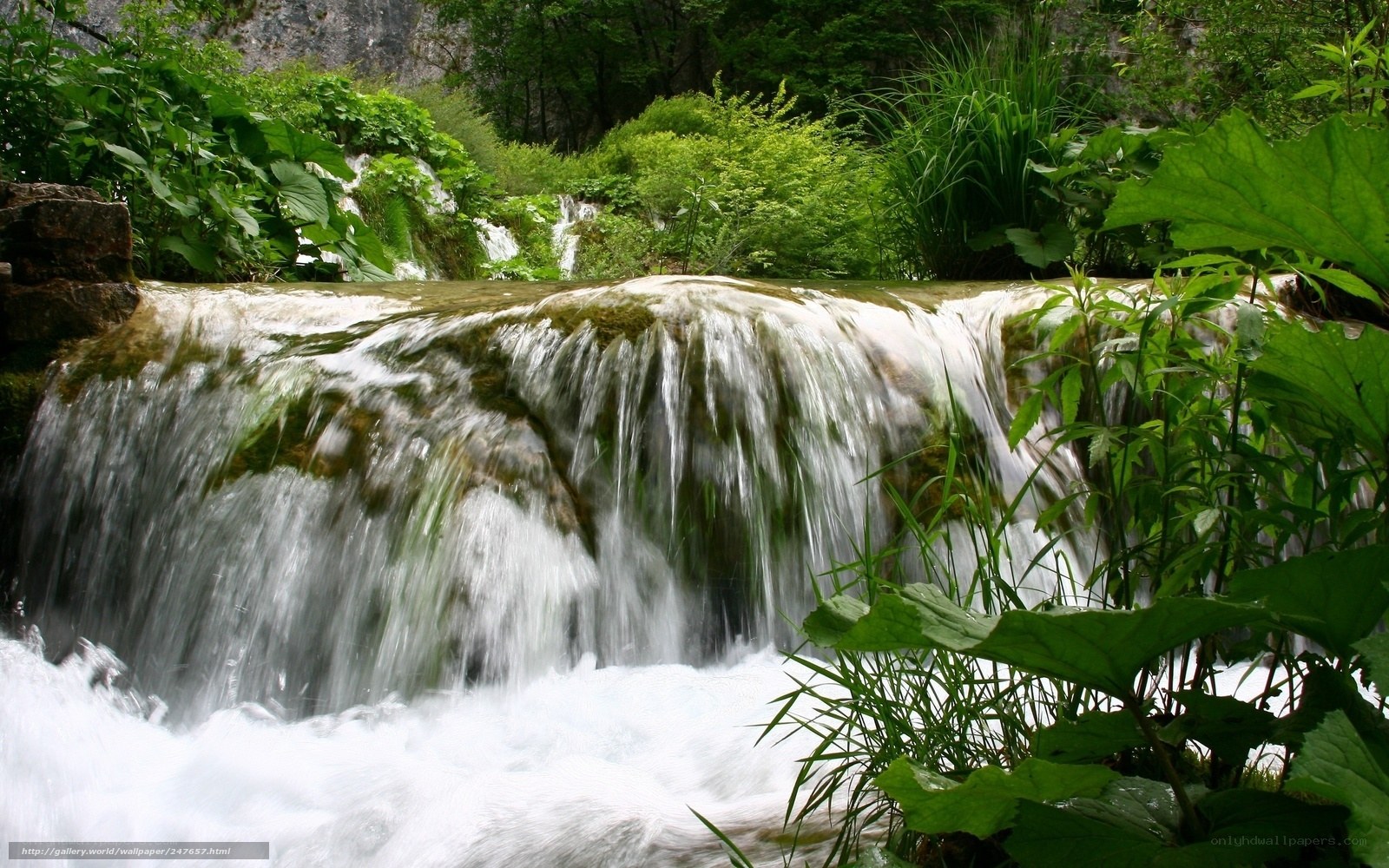 Waterfall in lush green forest