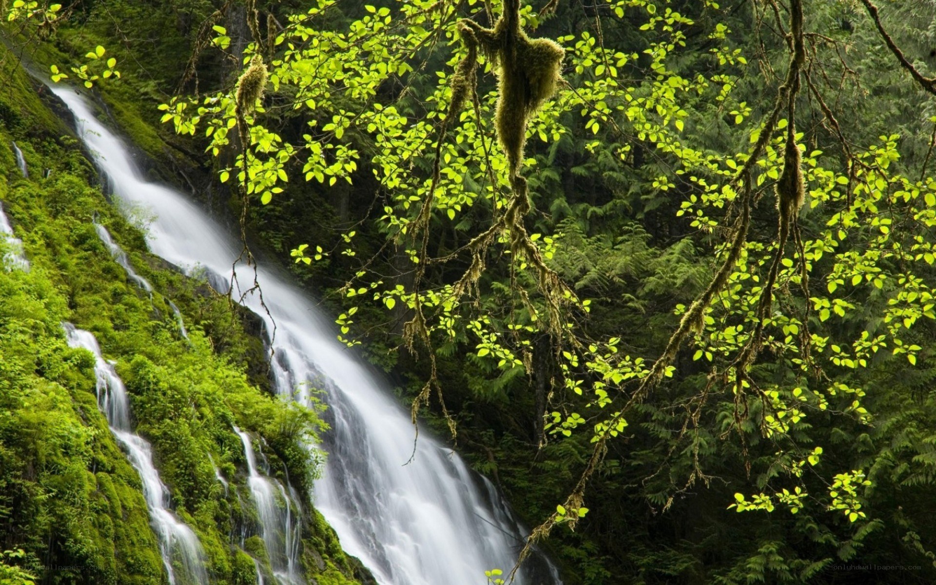 Waterfall in lush green forest